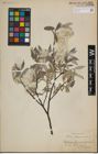 Foto von Salix lapponum L.